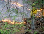 Firefighter and Brush Photo By: Courtney Earll
