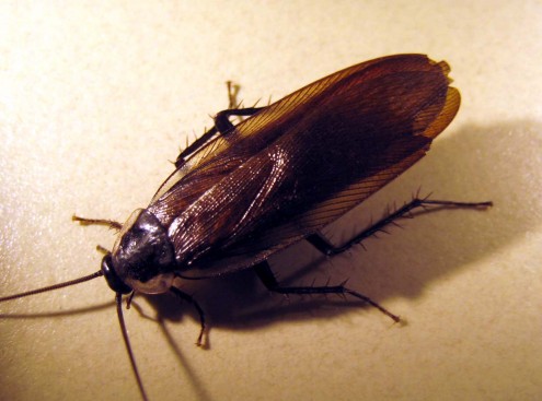 Parcoblatta_sp Parcoblatta_sp