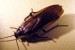 Parcoblatta_sp Parcoblatta_sp